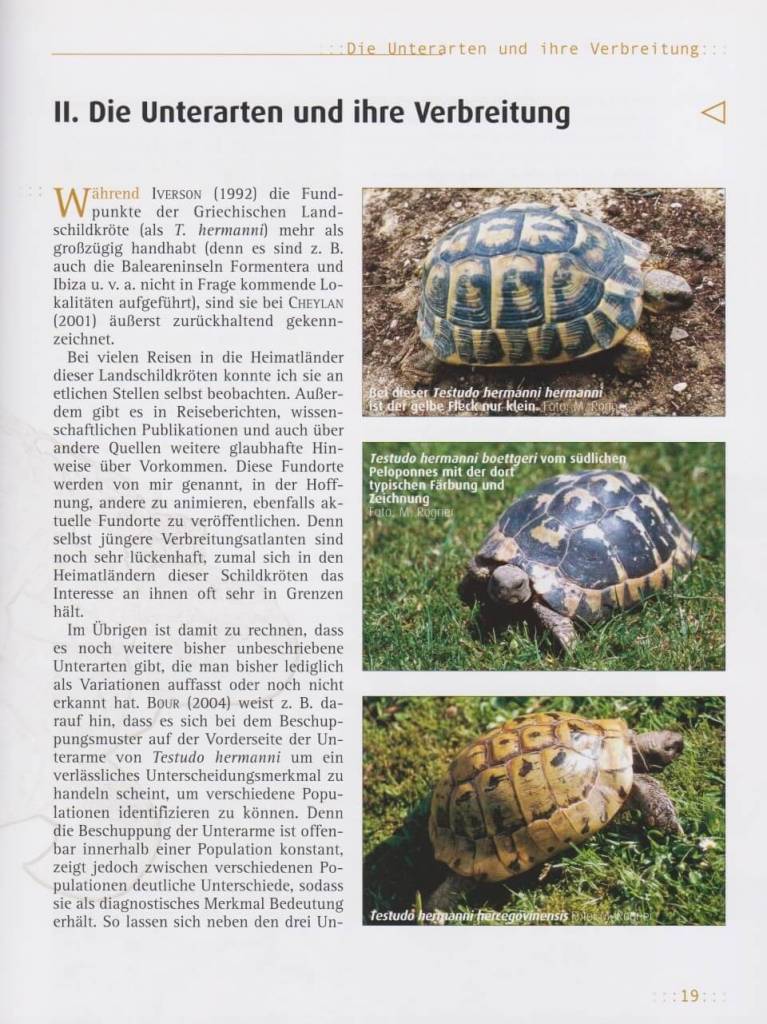 Griechische Landschildkröten
